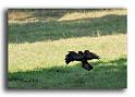 264-HMO1984-buse-buteo buteo-a-la-chasse